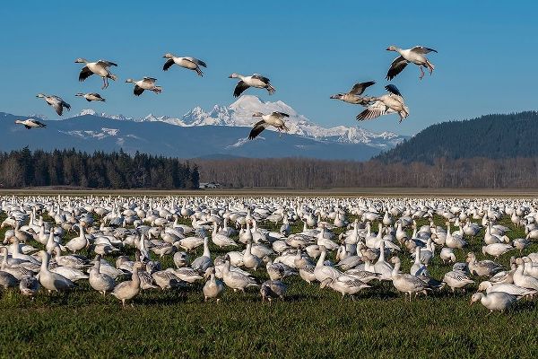 Washington State-Skagit Valley Lesser snow geese flock